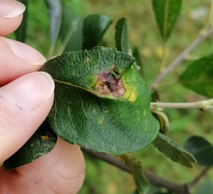 Euura pedunculi
