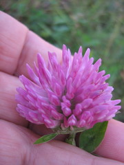 Trifolium pratense