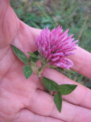 Trifolium pratense