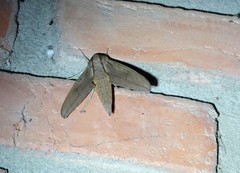 Xylophanes anubus