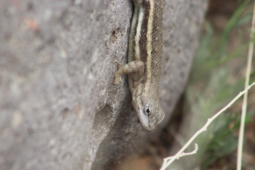 Striped Plateau Lizard, Sceloporus virgatus