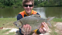 Barbonymus gonionotus