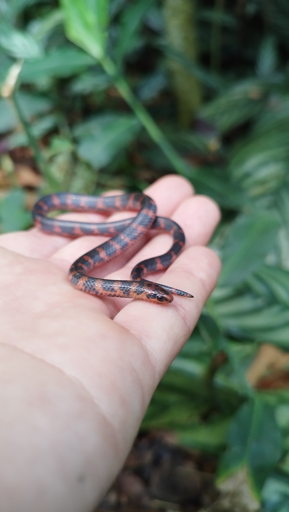Red-Black Ground Snake