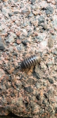 Armadillidium
