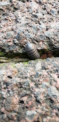 Armadillidium