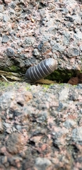 Armadillidium
