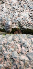 Armadillidium
