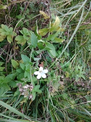 Campanula lactiflora
