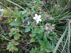 Campanula lactiflora