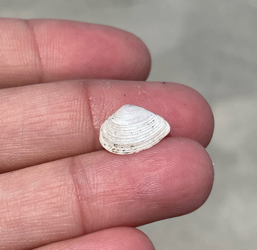 Cumingia tellinoides, 2025-07-19
