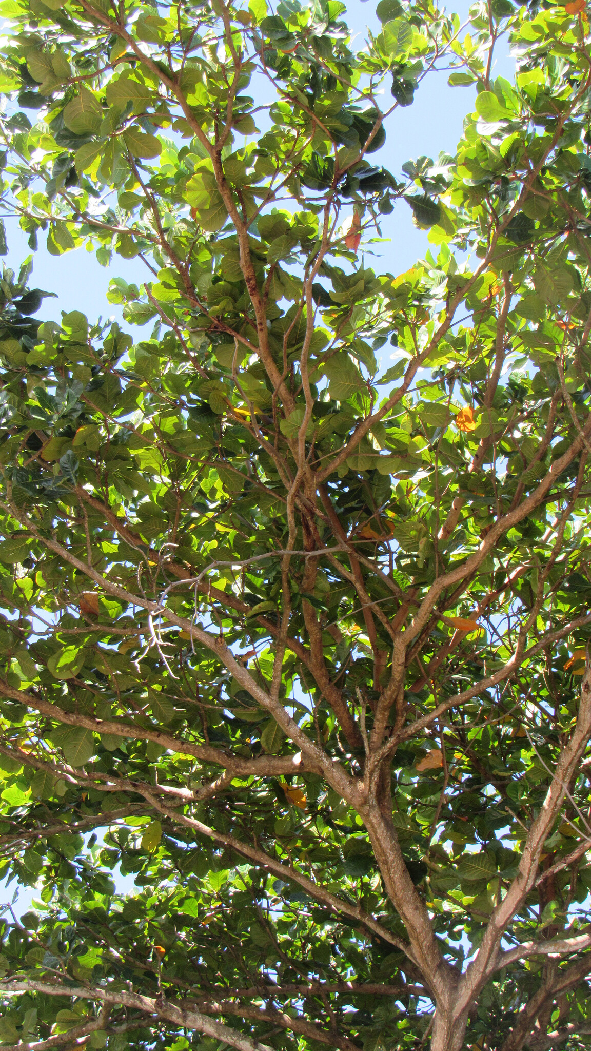 Terminalia catappa