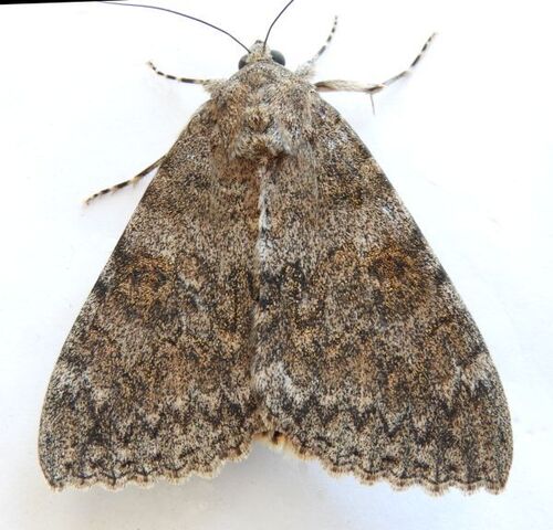 Joined Underwing Moth photo 4