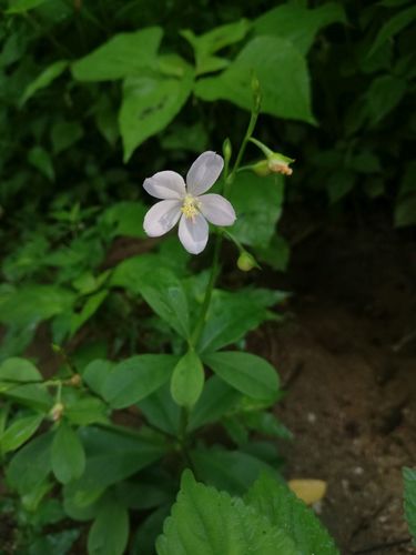 Ceylon spinach (Talinum fruticosum)
