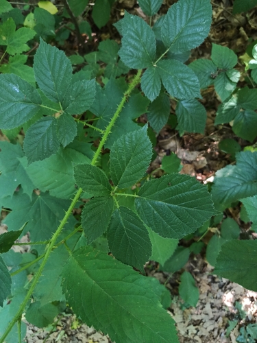 Blackberry bramble (Rubus koehleri)