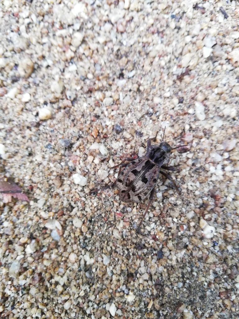 Pelecyphorus pulchellus