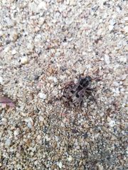 Pelecyphorus pulchellus