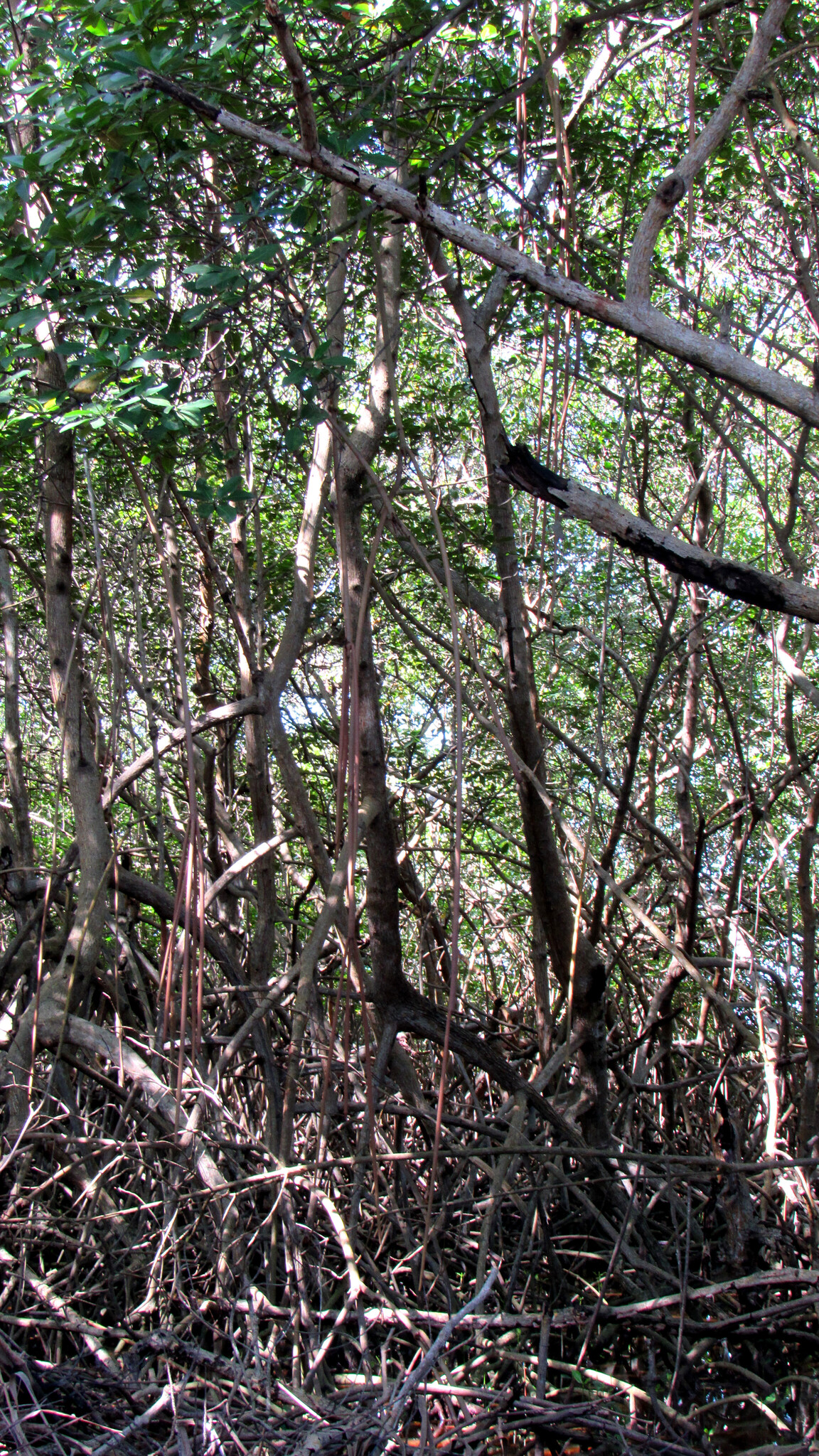 Rhizophora mangle