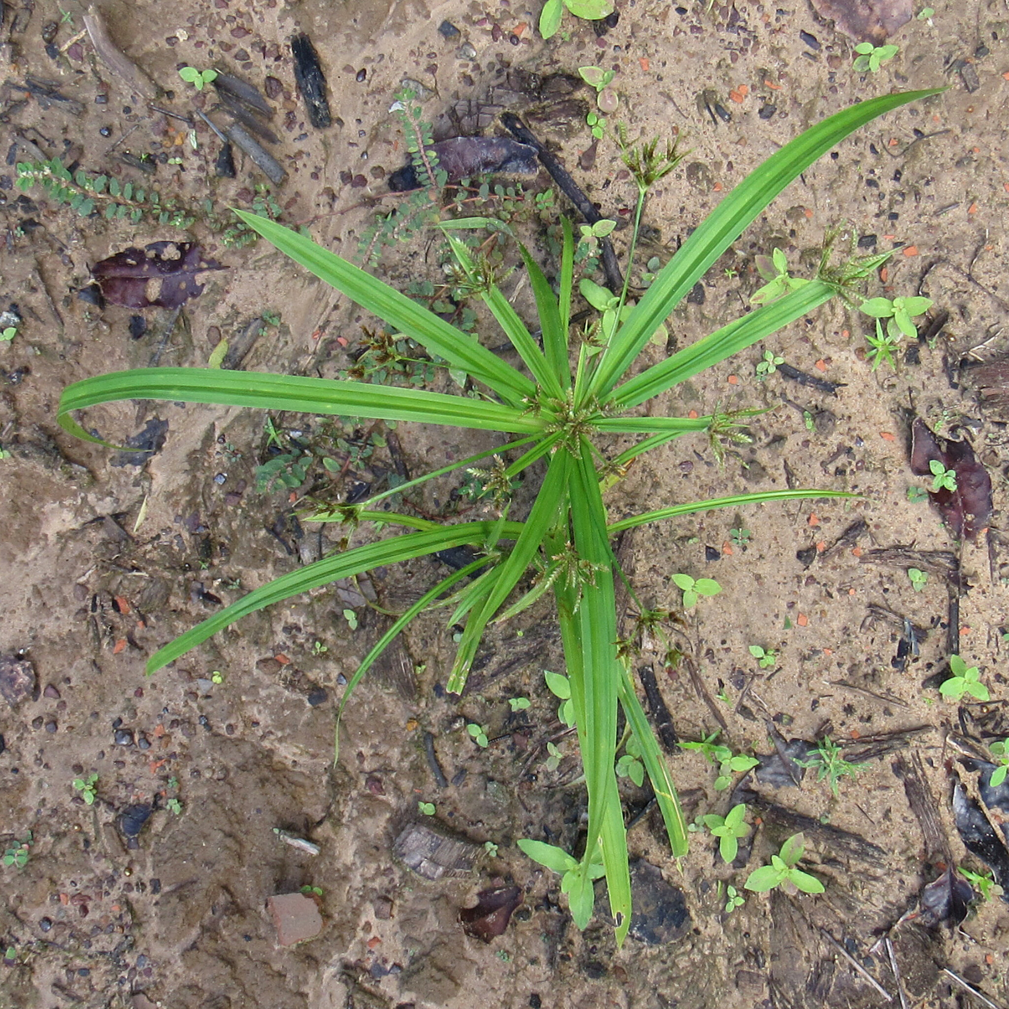 Cyperus luzulae