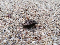 Pelecyphorus pulchellus