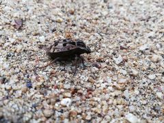 Pelecyphorus pulchellus