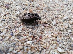 Pelecyphorus pulchellus