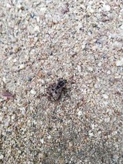 Pelecyphorus pulchellus