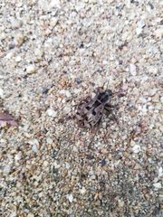 Pelecyphorus pulchellus