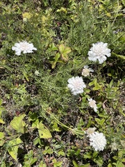 Силаева Татьяна Борисовна, CC0, iNaturalist via GBIF Lomelosia isetensis, photograph Силаева Татьяна Борисовна, CC0, iNaturalist via GBIF