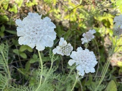 Силаева Татьяна Борисовна, CC0, iNaturalist via GBIF Lomelosia isetensis, photograph Силаева Татьяна Борисовна, CC0, iNaturalist via GBIF