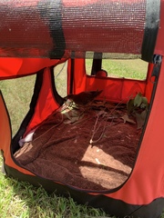 Amaurornis moluccana