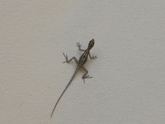 Anolis lucius
