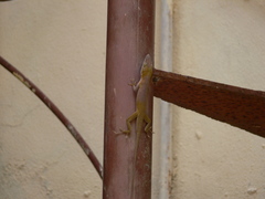 Anolis