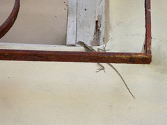 Anolis lucius
