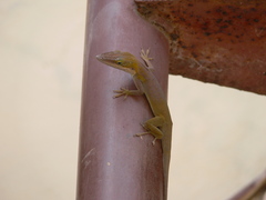 Anolis