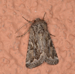 Ulolonche orbiculata