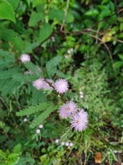 Mimosa xanthocentra