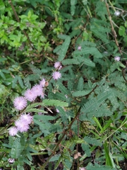 Mimosa xanthocentra