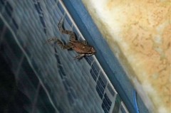 Physalaemus albonotatus