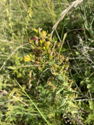 Hypericum elegans (Hypericum elegans)
