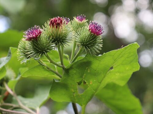 Arctium lappa