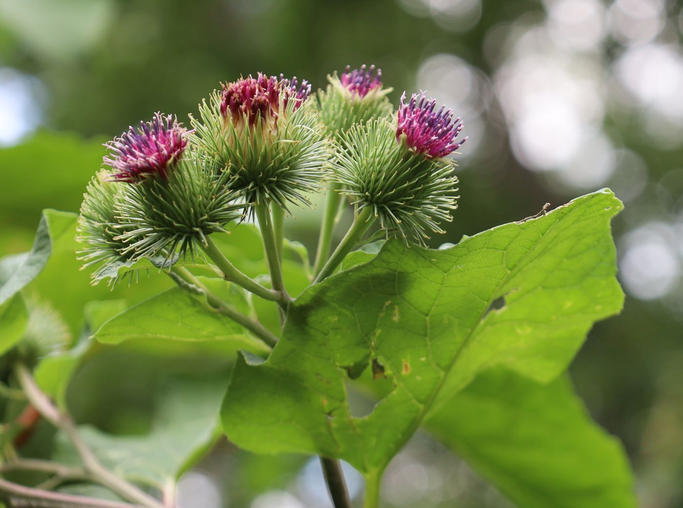 Arctium lappa