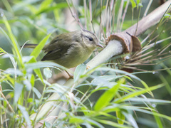 Basileuterus tristriatus
