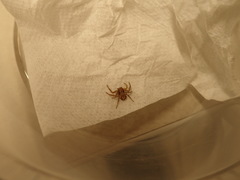 Xysticus