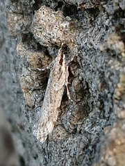 Scoparia chalicodes