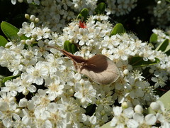Xysticus