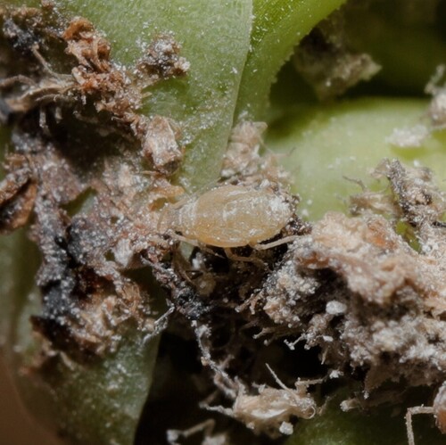 Campion Leafroll Aphid