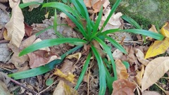 Careyanae
