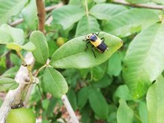 Chauliognathus distinguendus