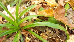 Careyanae