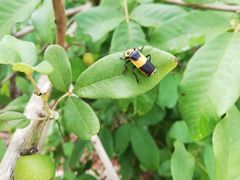 Chauliognathus distinguendus